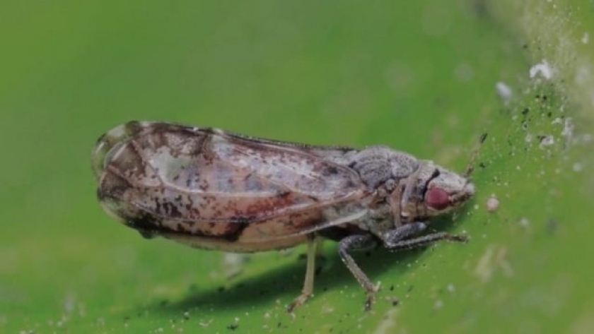 Jornada sobre prevención del HLB y manejo de la Diaphorina citri