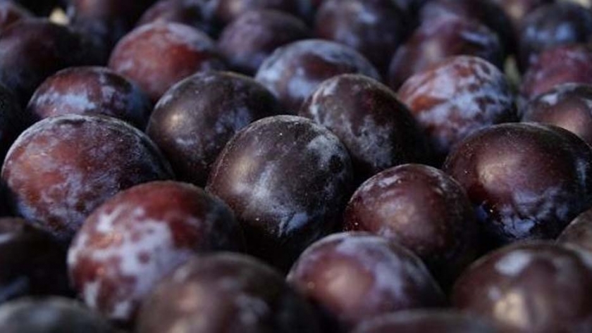Temporada de ciruelas mendocinas, la fruta curativa y llena de vitaminas