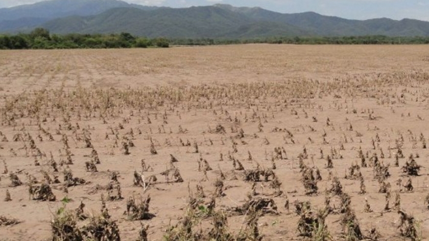 Agricultura declara la emergencia agropecuaria en dos departamentos de la provincia de Salta