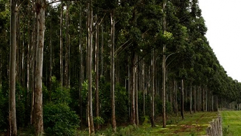 ¿Cuán efectivas son las forestaciones para mitigar el calentamiento global?