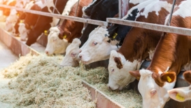 Cómo reducir el uso de antibióticos en la ganadería intensiva