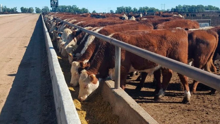Los feedlots en el peor de los mundos posibles: pierden más de 3500 pesos por cabeza terminada