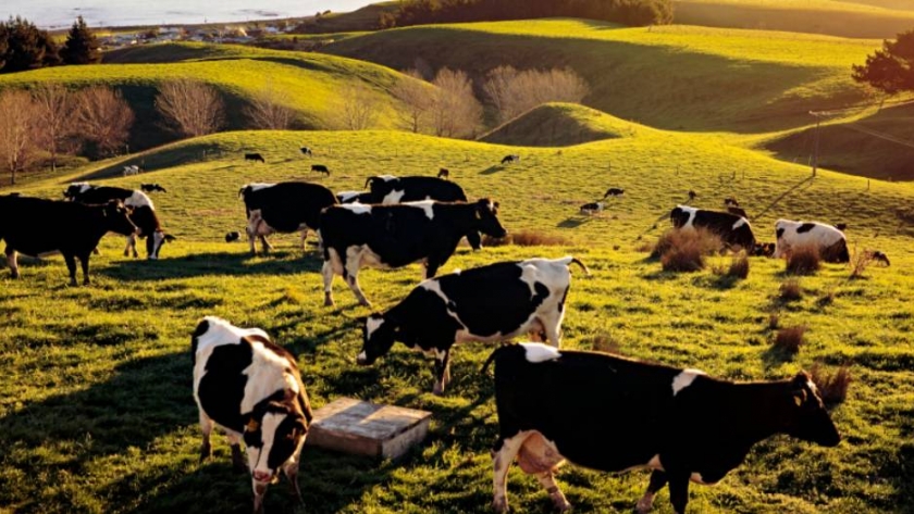 Nueva Zelanda: el sector primario se adapta al cambio climático