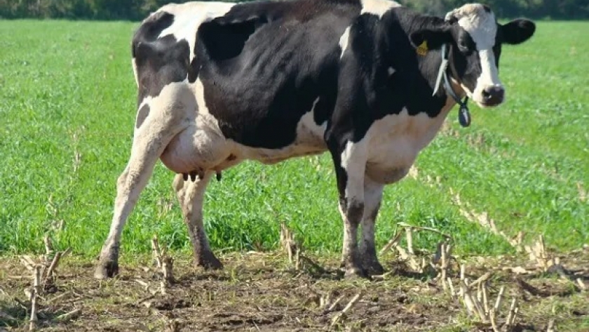 Santa Fe realizará una prueba para avanzar en el pago por calidad de la leche