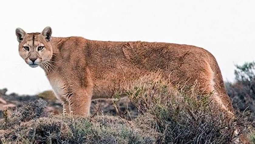 Pumas en la Patagonia están siendo estudiados con conexión satelital