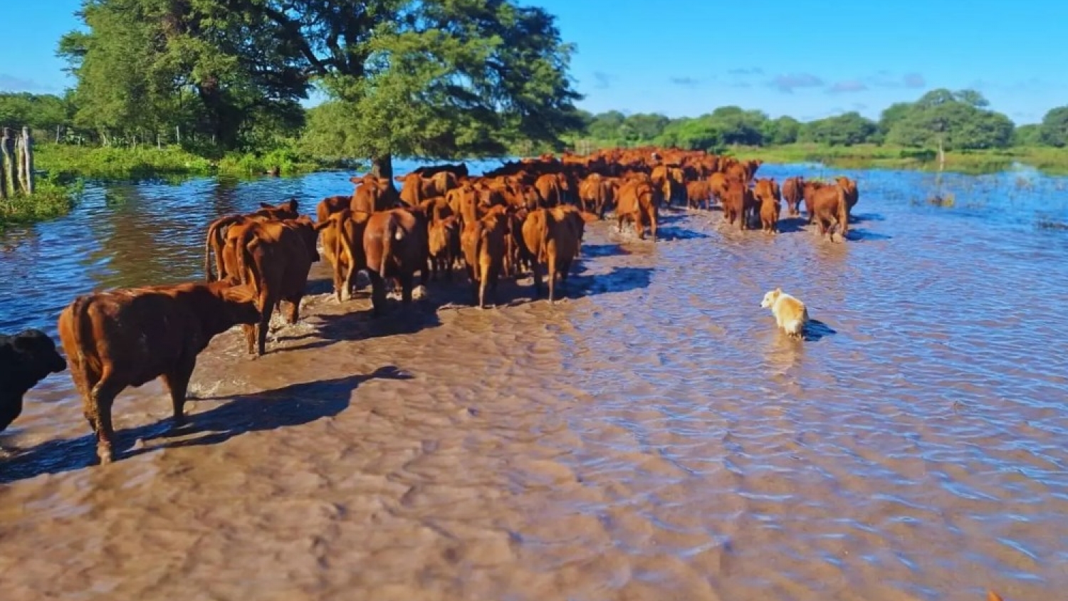 El INTA alertó por el impacto de las inundaciones en la ganadería y recomendó reducir la carga animal