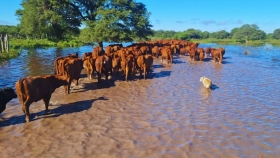 El INTA alertó por el impacto de las inundaciones en la ganadería y recomendó reducir la carga animal