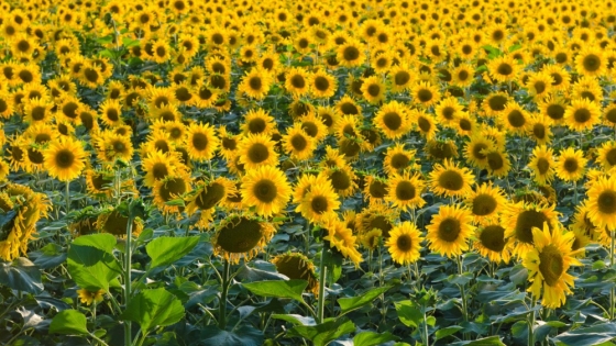 SunPheno: el modelo argentino de inteligencia artificial que revoluciona el monitoreo del girasol