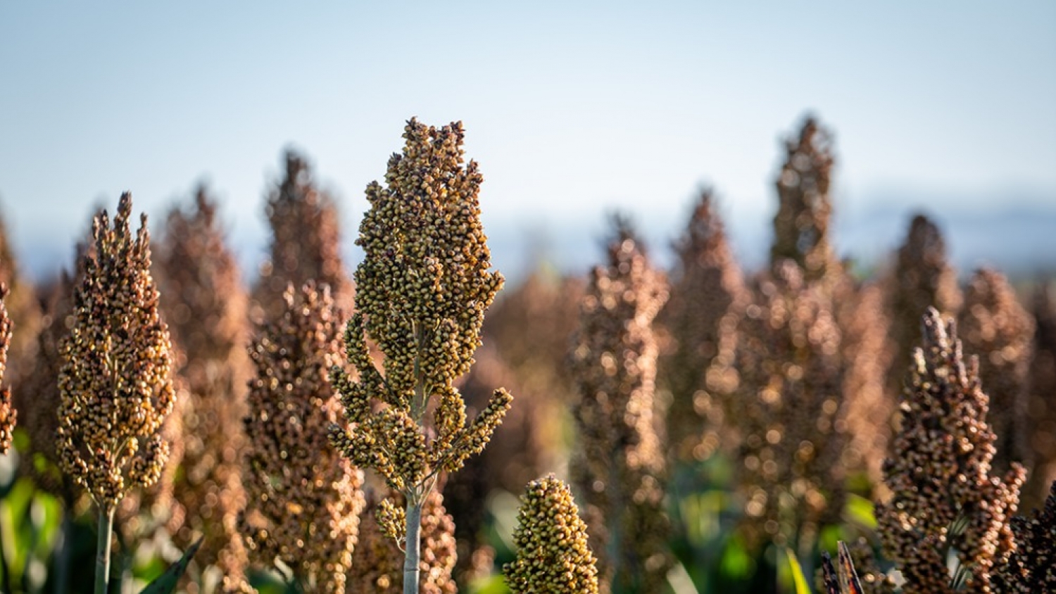 Sorgo bajo tanino: el cereal que impulsa eficiencia y margen en la producción porcina