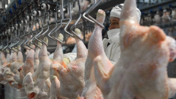 Japón reabre mercado para carne aviar y ovoproductos argentinos tras suspensión por influenza