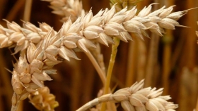 Crecen los daños por roya amarilla en la cosecha de trigo