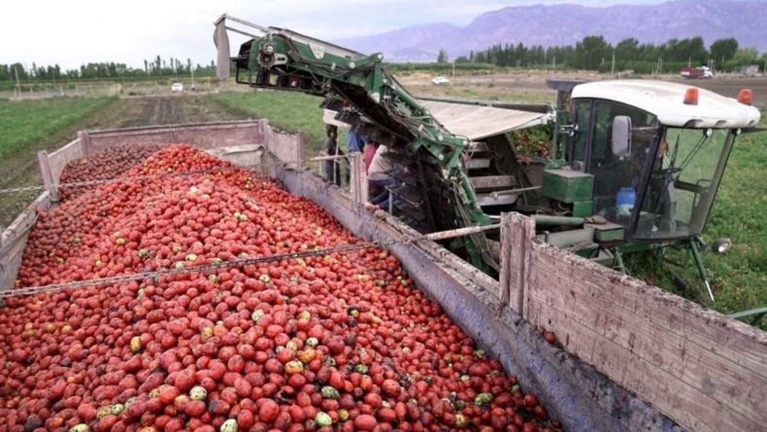 San Martín apuesta al valor agregado para potenciar la industria del tomate