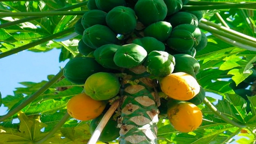 Plagas y Enfermedades del Cultivo de Papaya