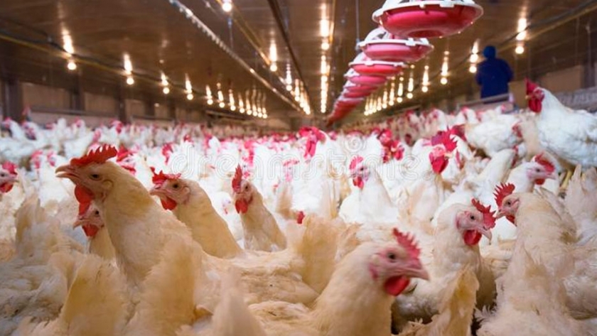 Las 10 claves del éxito en el negocio avícola