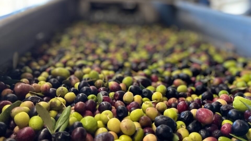 El aceite de oliva extravirgen de Mendoza logró un hito de alcance mundial