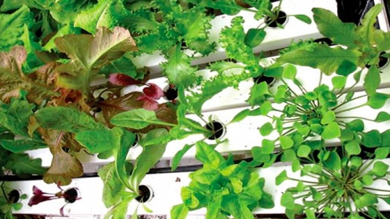 <Consejos para cultivar espinacas, endivias y acelgas usando hidroponia