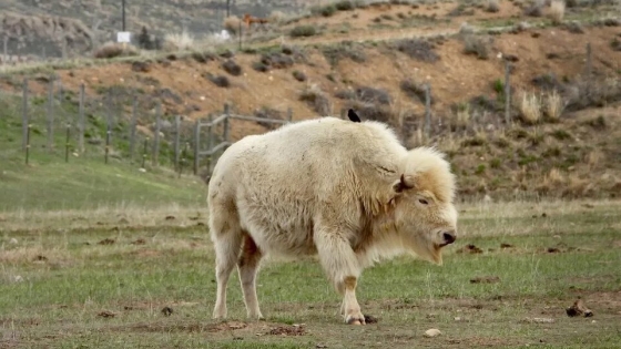 Nació un bisonte blanco en Yellowstone
