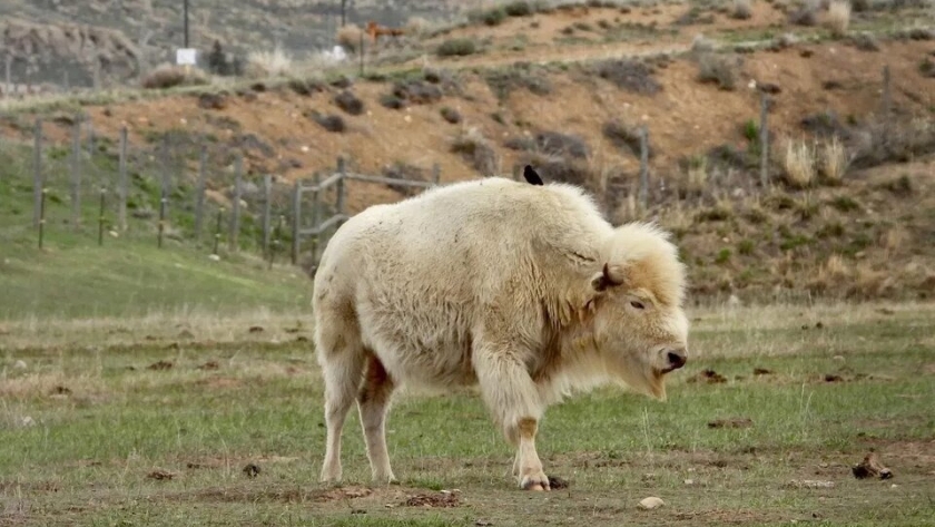 Nació un bisonte blanco en Yellowstone