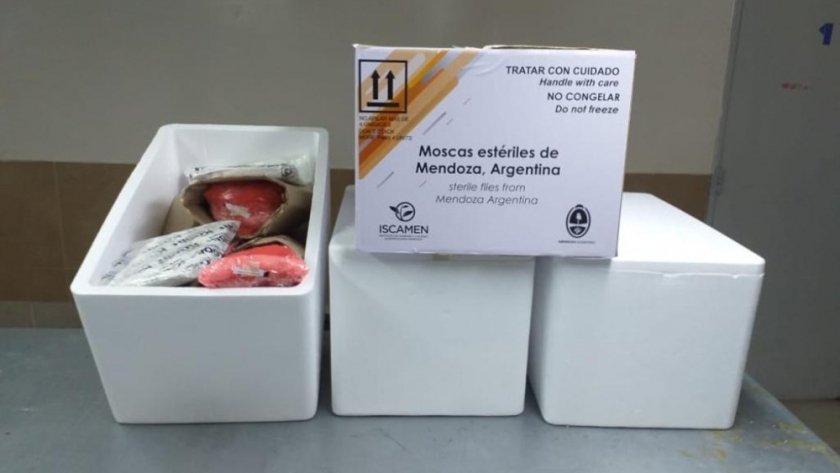 Argentina exporta moscas del mediterráneo estériles a Bolivia y Chile