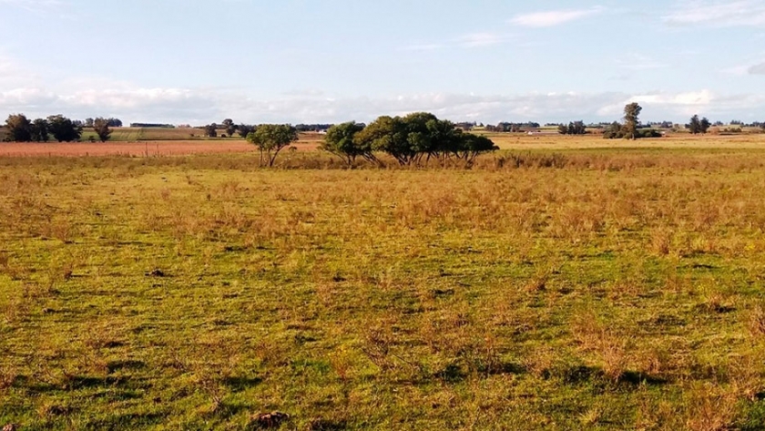 Suelos argentinos: cómo se distribuyen y cuáles son las ventajas y desventajas productivas