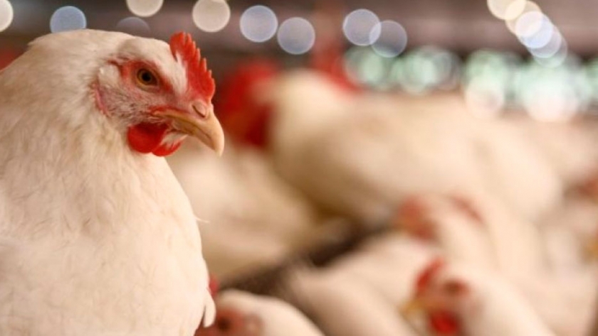 Arabia Saudita deja a las aves de corral brasileñas en alerta