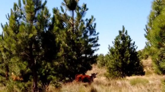 La Patagonia evalúa los sistemas silvopastoriles como alternativa productiva bajo riego