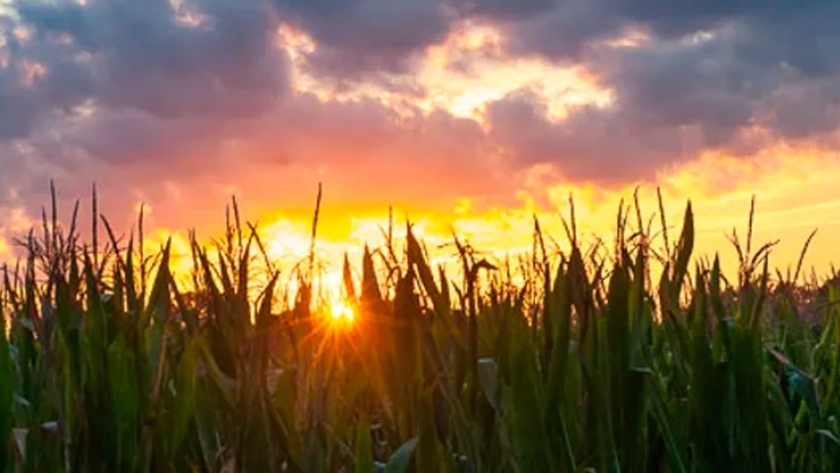 Soja y maíz: con algoritmos e inteligencia artificial, invitan a productores a realizar una clasificación remota de sus cultivos