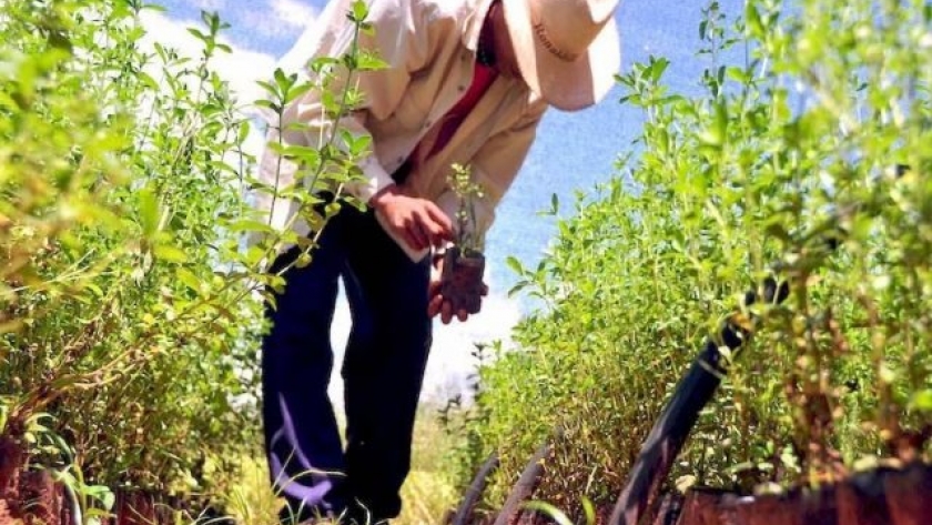 En Jujuy la sequía dañó producciones alternativas