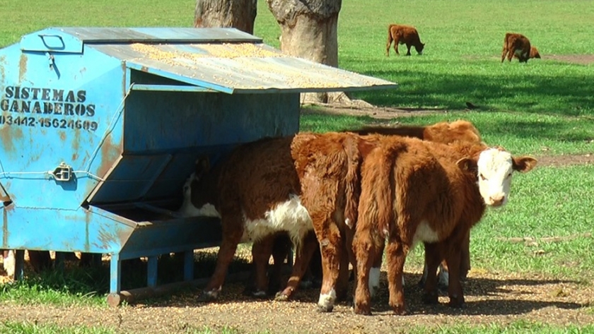 Con feedlots ecológicos y destete precoz mejoran los rendimientos