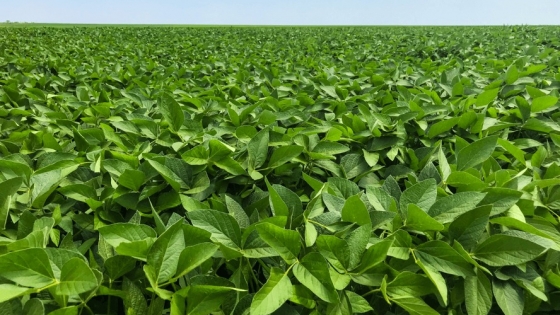 Fertilizantes: con fósforo, azufre y micronutrientres, los rendimientos en soja mejoran hasta un 20%