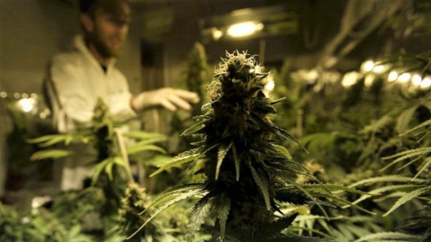 Habilitan la comercialización de semillas de cannabis