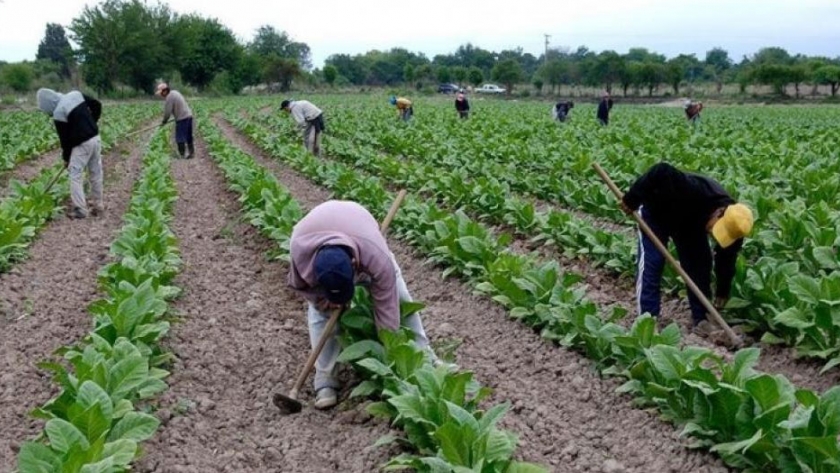 Más de 134 millones para productores tabacaleros
