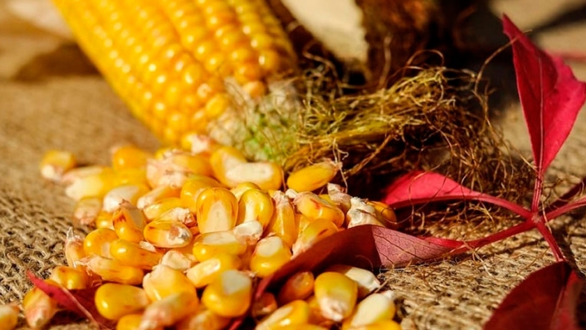 El maíz fue el cultivo con mejor comportamiento en el mercado local