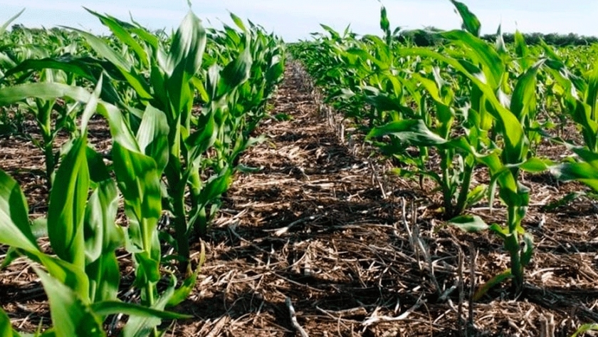 Nutrición en maíz, integración de clima y manejo