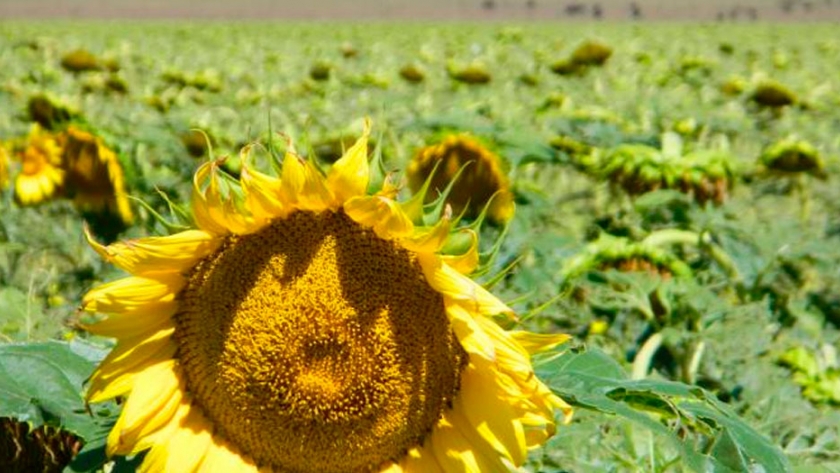 Girasol: se llevan analizadas unas 7.000 muestras
