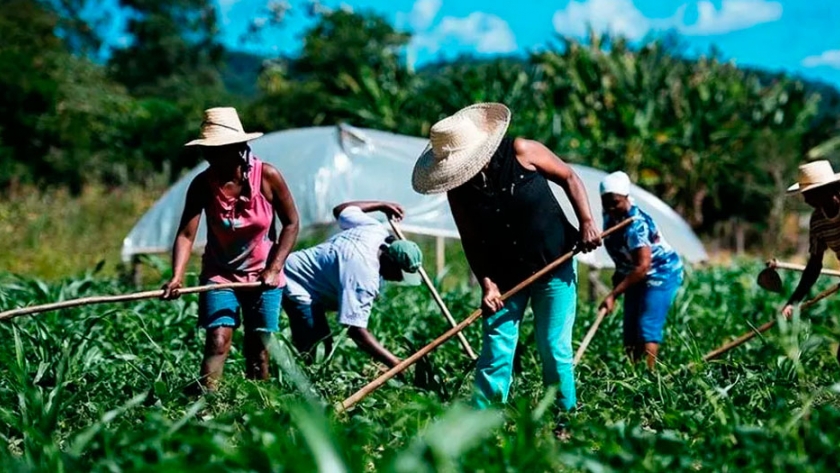 Pequeño productor asegura que los transgenicos ayudaran a garantizar la seguridad alimentaria