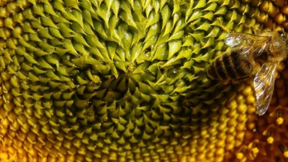 Girasol en expansión: el cultivo gana terreno y se consolida como una apuesta estratégica para el agro argentino