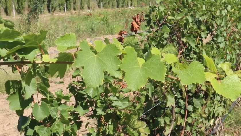 Exitosa prueba vitivinícola en Pichi Huinca