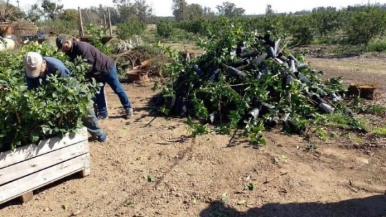 Decomisan más de 2 mil plantas para prevenir el HLB