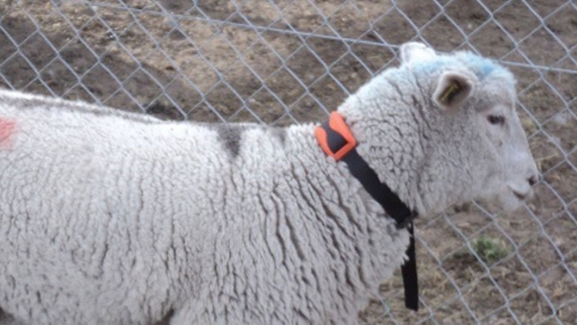 INTA está probando un collar que podría evitar el sobrepastoreo patagónico