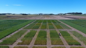 Pellet de compost, una nueva estrategia de fertilización biológica que aumentaría el rendimiento del trigo
