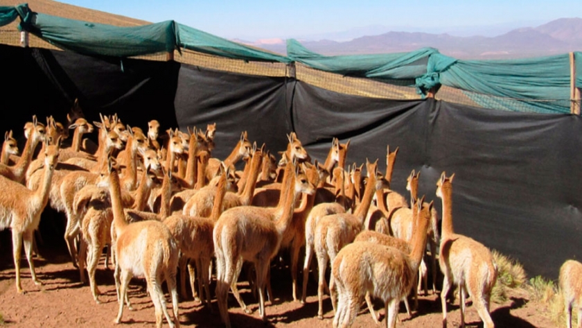 Sanidad animal, salud pública y ambiente