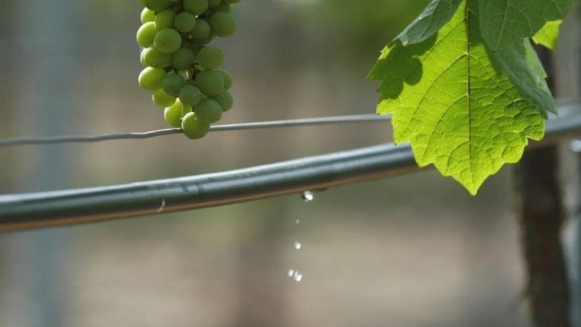 “Cultivar” otorga créditos de hasta $30 millones para mitigación del riesgo climático