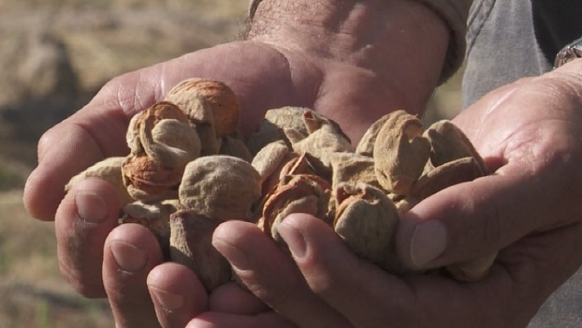 Implementan bioestimulantes en frutos secos