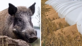 Jabalíes: una plaga que amenaza la producción de trigo en Tandil