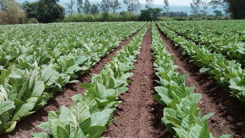 Productores tabacaleros recibirán el FET sin descuentos en el próximo desembolso