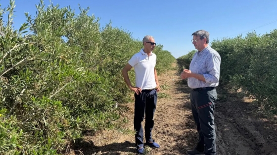 Carlos Banacloy:  “El cultivo de olivos es una gran apuesta para nuestra provincia. Queremos consolidar una producción de calidad que permita a Río Negro competir en el mercado global del aceite de oliva