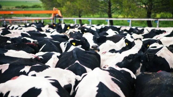 Nuevos esquemas de ventas y buenas prácticas: el debate de la lechería para potenciar la producción