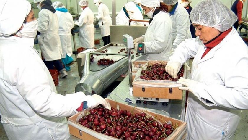 Neuquén exportó más de 900 toneladas de cerezas