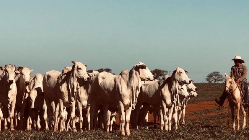 Grupos de ganaderos de Brasil se oponen a la importación de ganado vivo de Paraguay